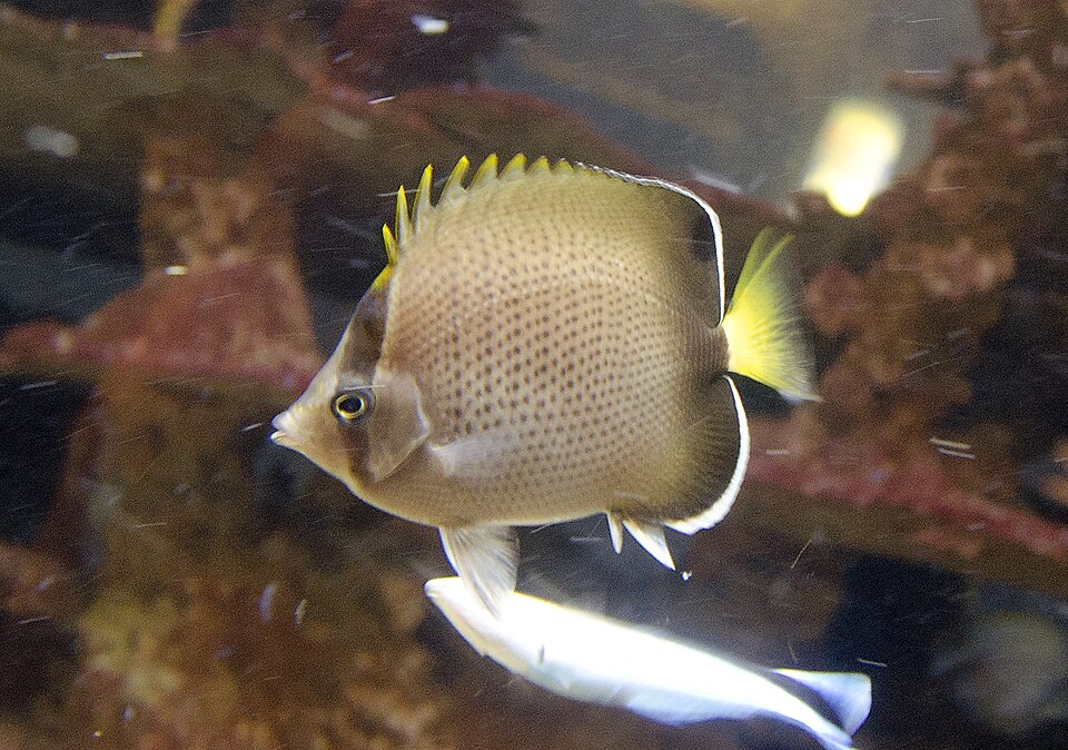 ภาพ ปลาผีเสื้อ dolosus (Chaetodon dolosus)