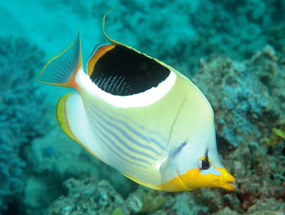 ภาพ ปลาผีเสื้อดำลายด่าง (Chaetodon ephippium)