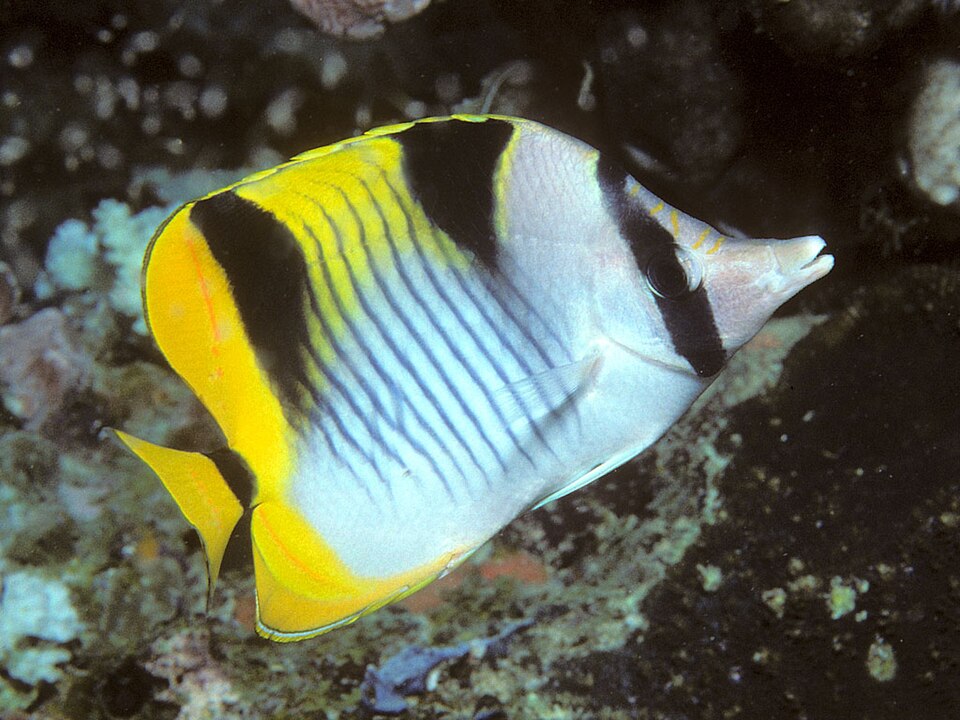 ภาพ ปลาผีเสื้อหลังบั้ง (Chaetodon falcula)