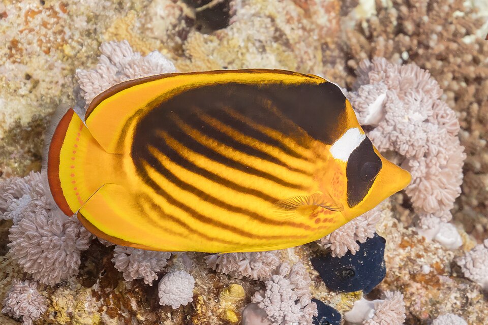 ภาพ ปลาผีเสื้อลายเส้น (Chaetodon fasciatus)
