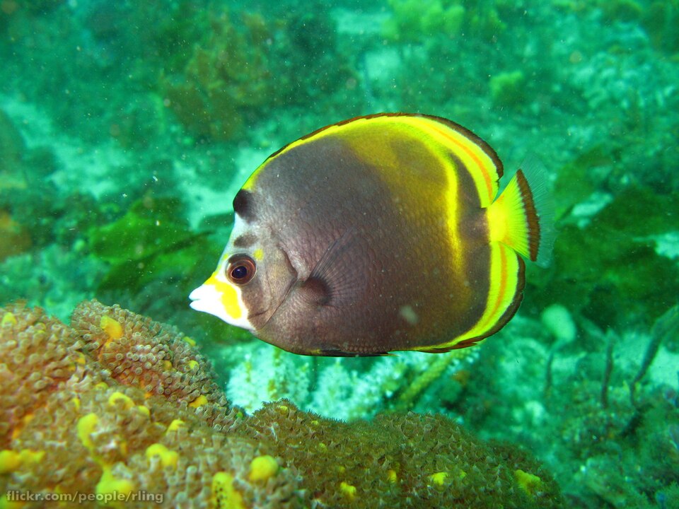 ภาพ ปลาผีเสื้อดำ (Chaetodon flavirostris)