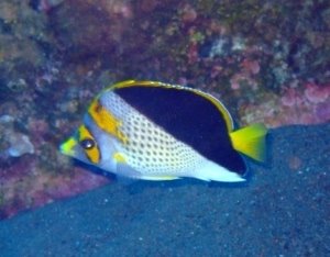ภาพ ปลาผีเสื้อเหลือง (Chaetodon flavocoronatus)
