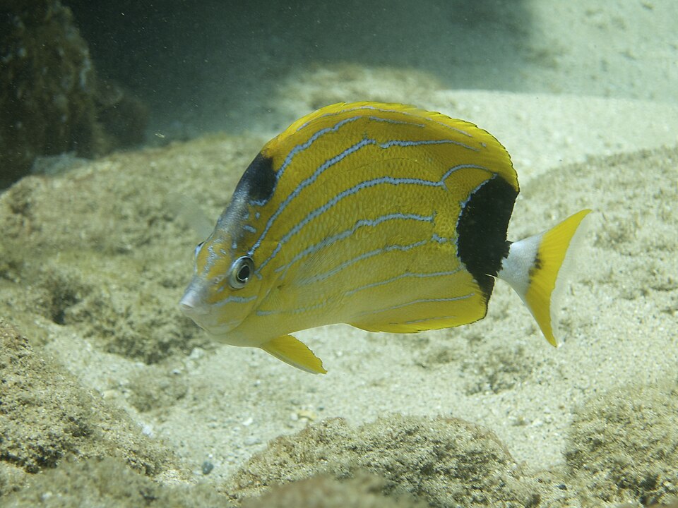 ภาพ ปลาผีเสื้อน้ำเงินลายเส้น (Chaetodon fremblii)