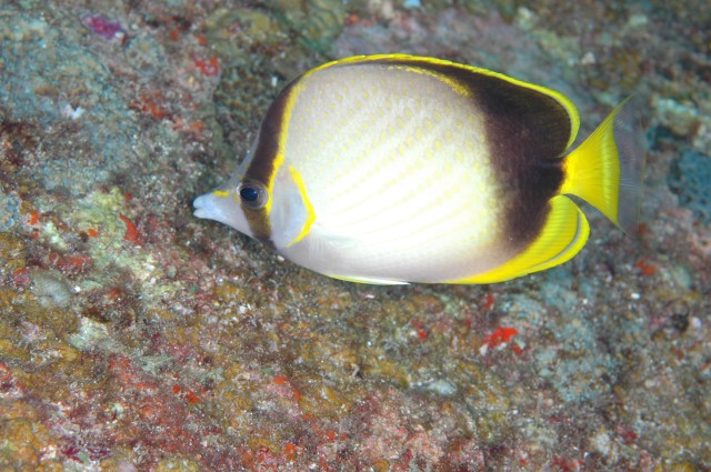 ภาพ ปลาผีเสื้อ gardineri (Chaetodon gardineri)