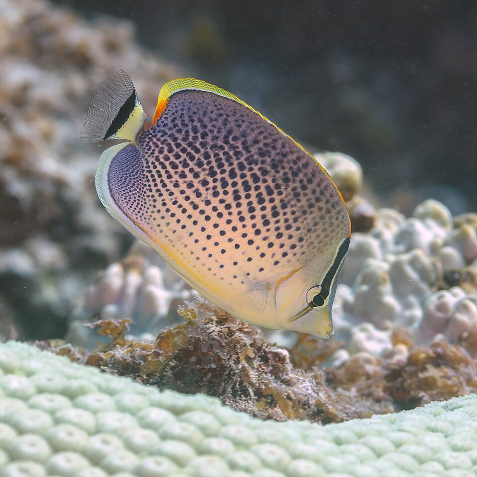 ภาพ ปลาผีเสื้อลายกระ (Chaetodon guttatissimus)