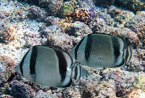 ภาพ ปลาผีเสื้อสามลายบั้ง (Chaetodon humeralis)