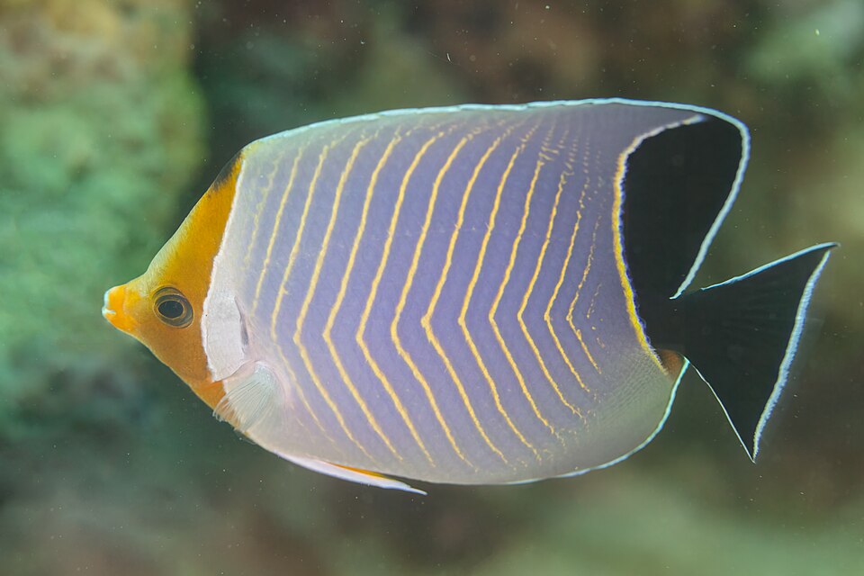 ภาพ ปลาผีเสื้อน้ำเงิน (Chaetodon larvatus)