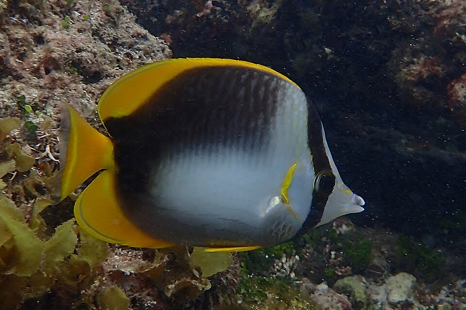 ภาพ ปลาผีเสื้อ leucopleura (Chaetodon leucopleura)