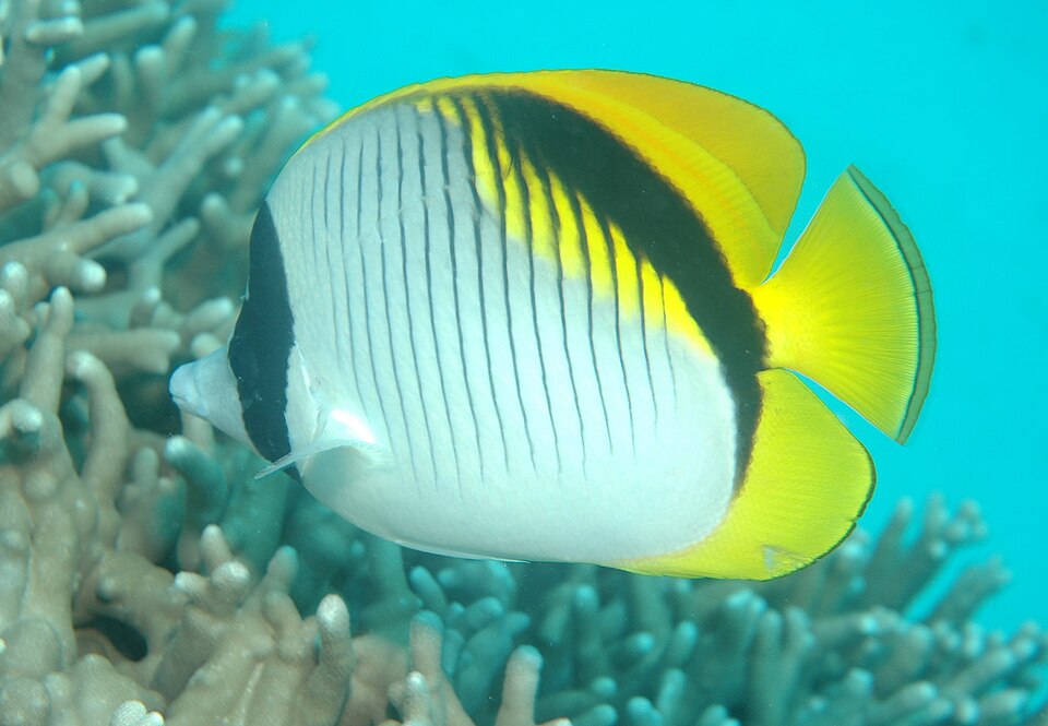 ภาพ ปลาผีเสื้อลายตรง (Chaetodon lineolatus)