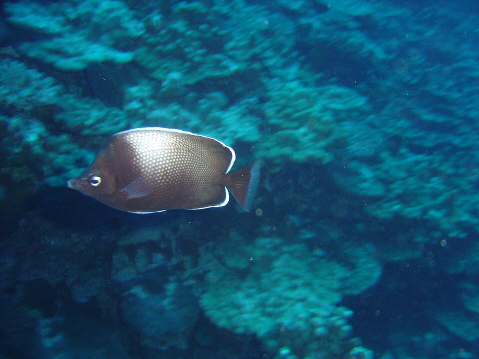 ภาพ ปลาผีเสื้อ litus (Chaetodon litus)