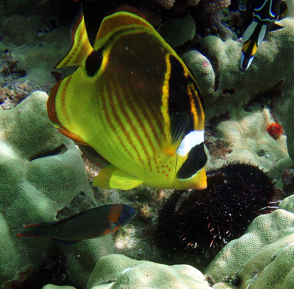 ภาพ ปลาผีเสื้อหน้ากากดำ (Chaetodon lunula)