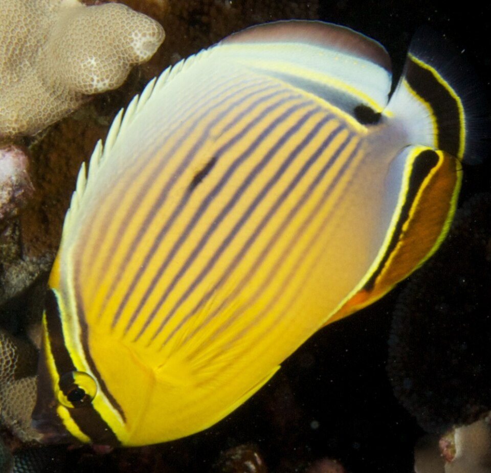 ภาพ ปลาผีเสื้อ lunulatus (Chaetodon lunulatus)