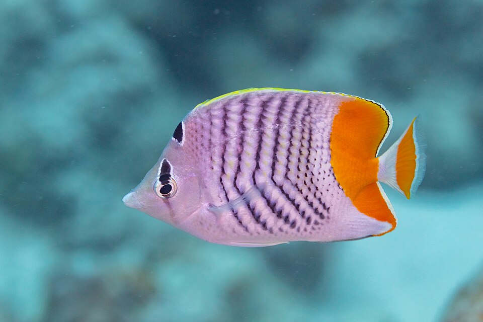 ภาพ ปลาผีเสื้ออินเดีย (Chaetodon madagaskariensis)
