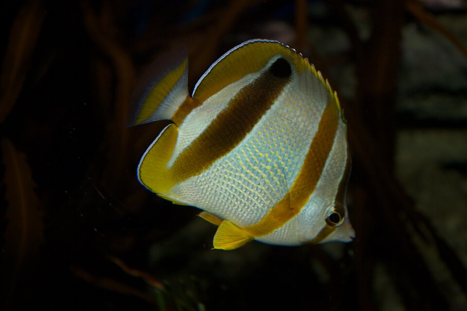 ภาพ ปลาผีเสื้อ marleyi (Chaetodon marleyi)