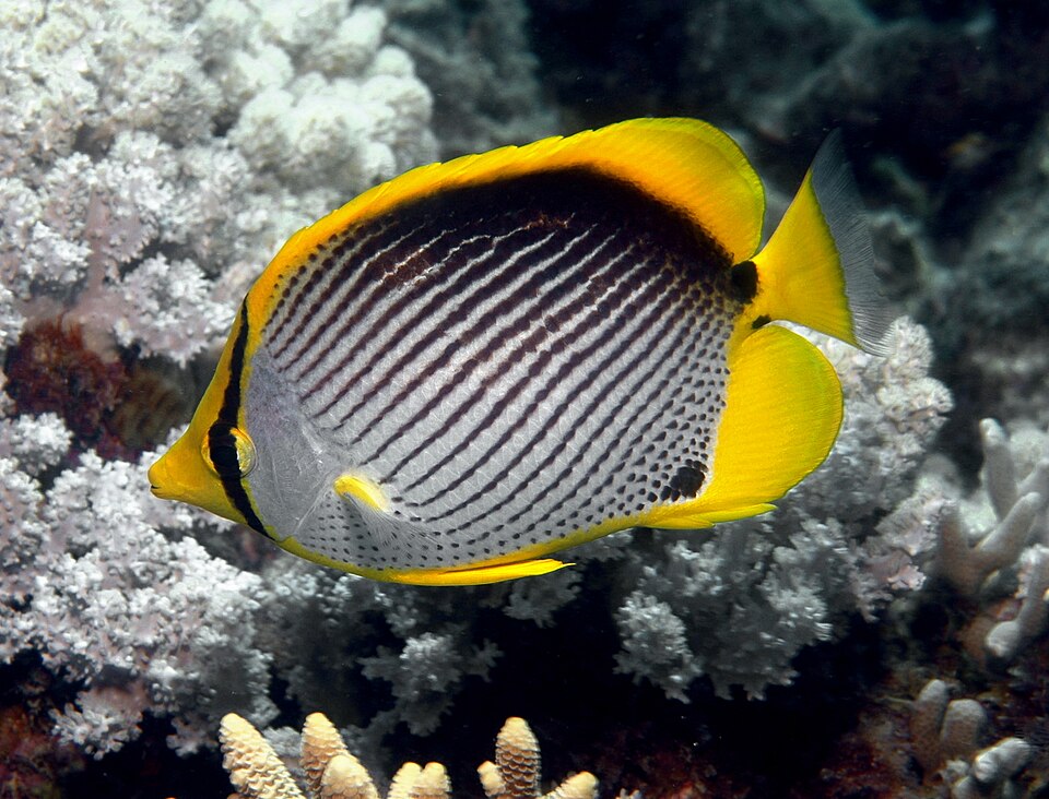 ภาพ ปลาผีเสื้อหลังดำ (Chaetodon melannotus)