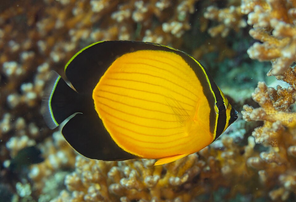 ภาพ ปลาผีเสื้อดำ (Chaetodon melapterus)
