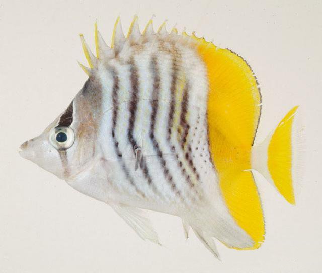 ภาพ ปลาผีเสื้อ mertensii (Chaetodon mertensii)