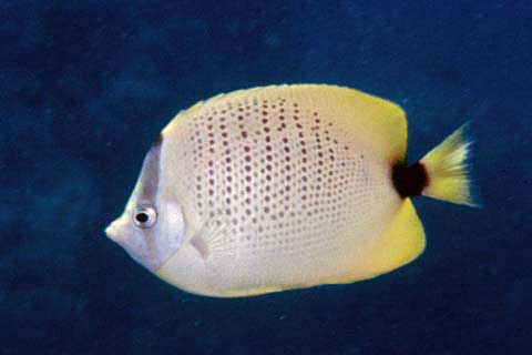 ภาพ ปลาผีเสื้อเหลืองมะนาว (Chaetodon miliaris)
