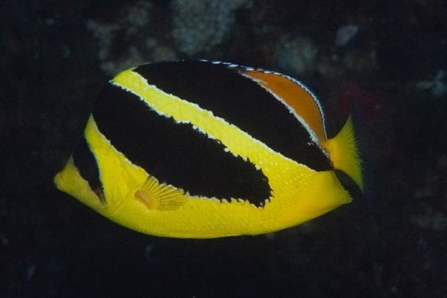 ภาพ ปลาผีเสื้ออินเดีย (Chaetodon mitratus)