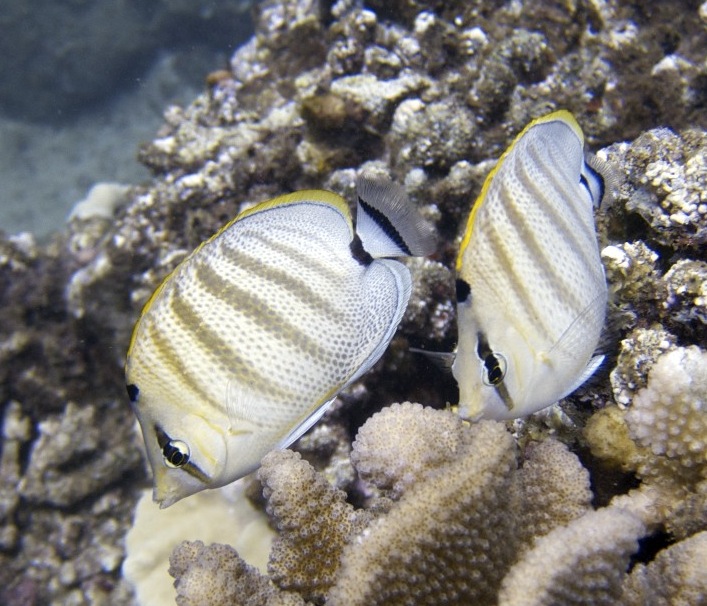 ภาพ ปลาผีเสื้อ multicinctus (Chaetodon multicinctus)