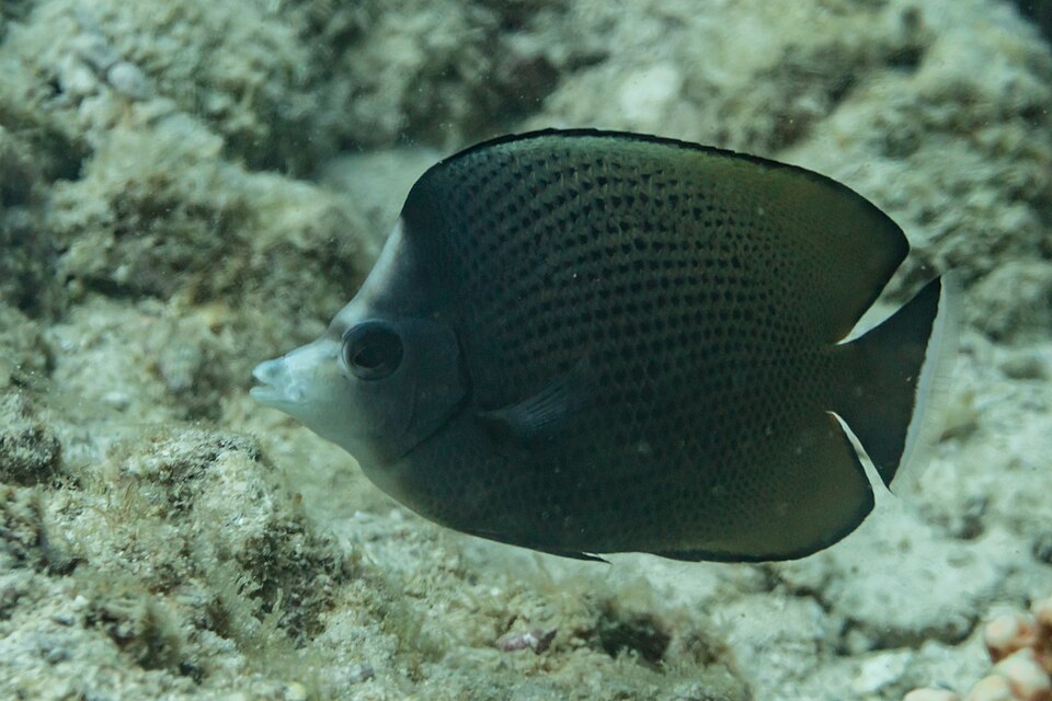 ภาพ ปลาผีเสื้อดำลายจุด (Chaetodon nigropunctatus)