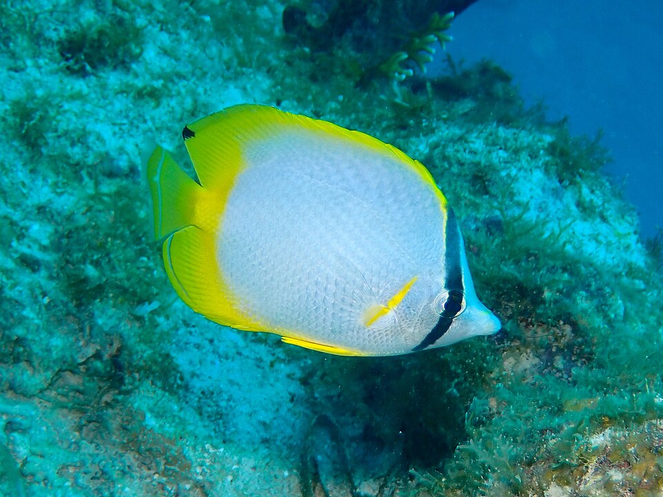 ภาพ ปลาผีเสื้อ ocellatus (Chaetodon ocellatus)
