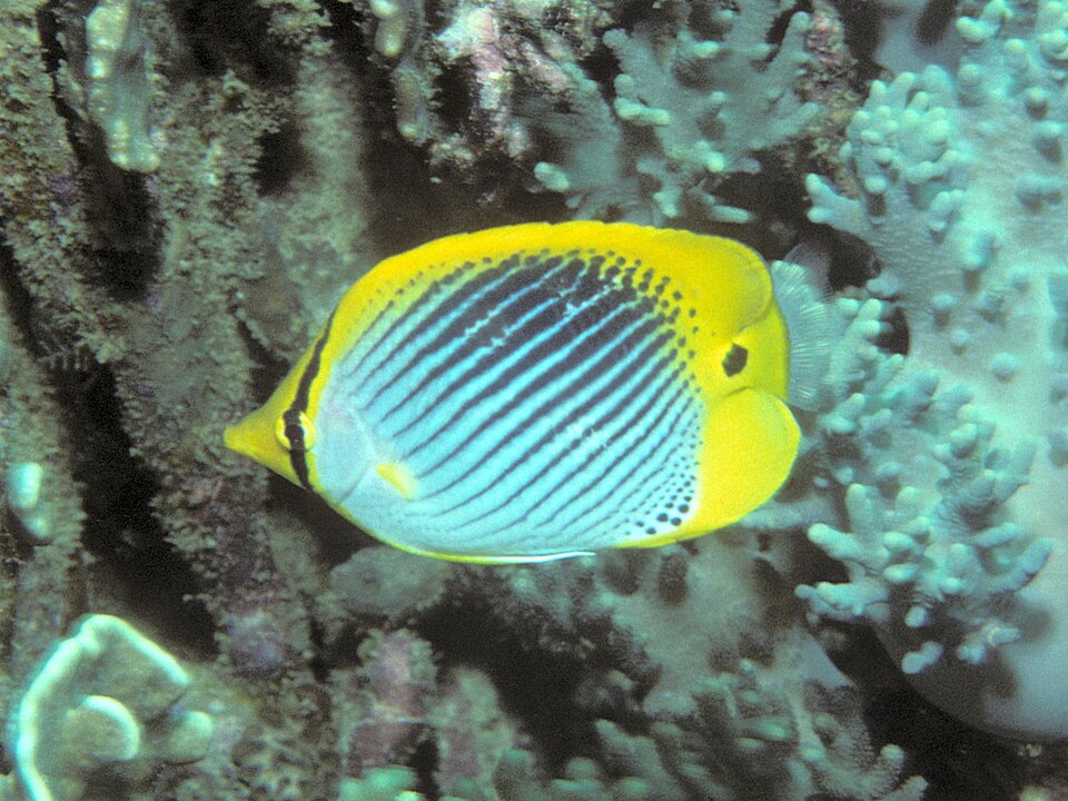 ภาพ ปลาผีเสื้อจุด (Chaetodon ocellicaudus)