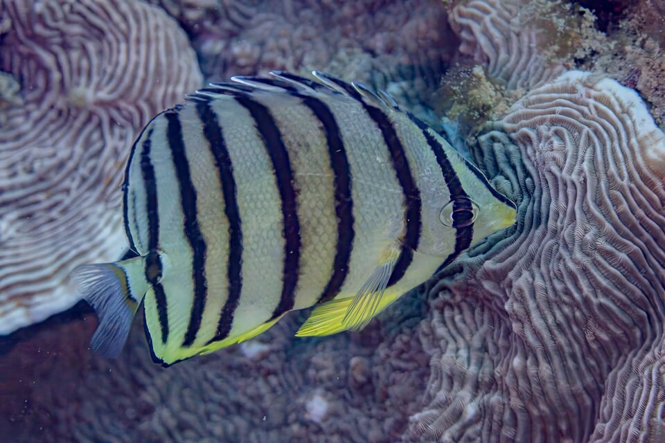 ภาพ ปลาผีเสื้อแปดขีด (Chaetodon octofasciatus)