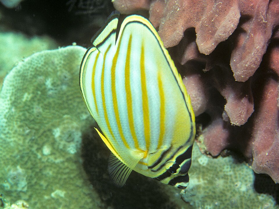 ภาพ ปลาผีเสื้อตัวตลก (Chaetodon ornatissimus)