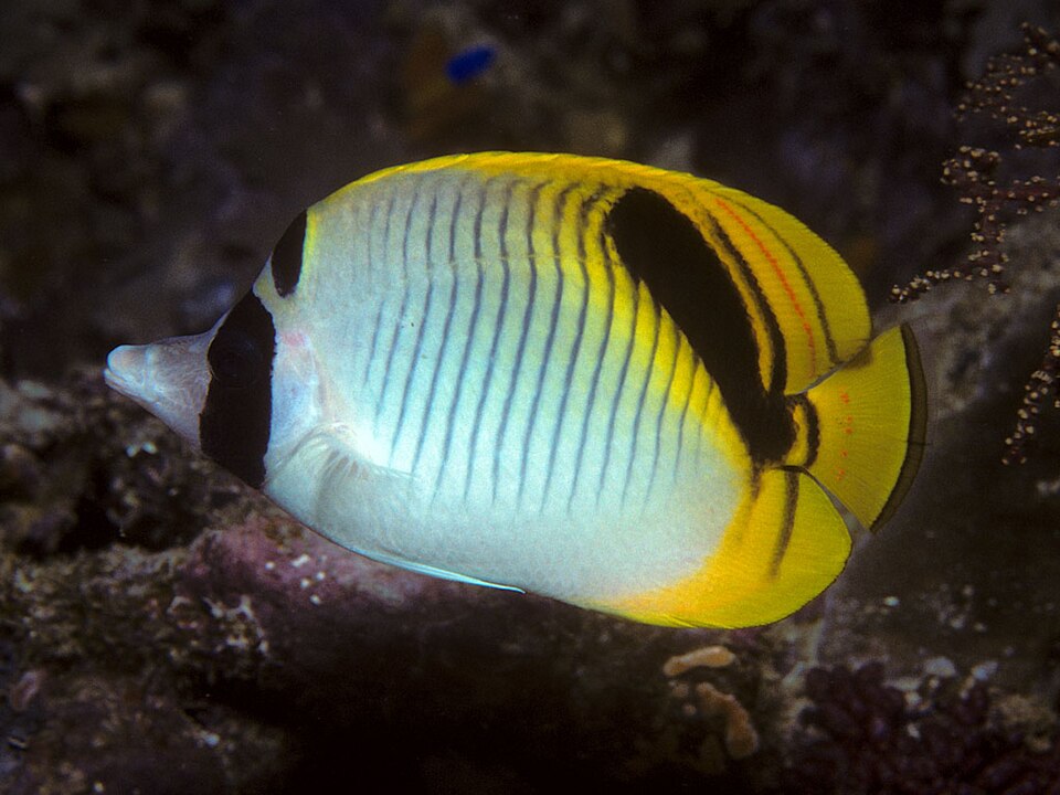 ภาพ ปลาผีเสื้อ oxycephalus (Chaetodon oxycephalus)