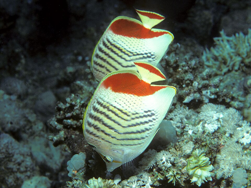 ภาพ ปลาผีเสื้อแดง (Chaetodon paucifasciatus)