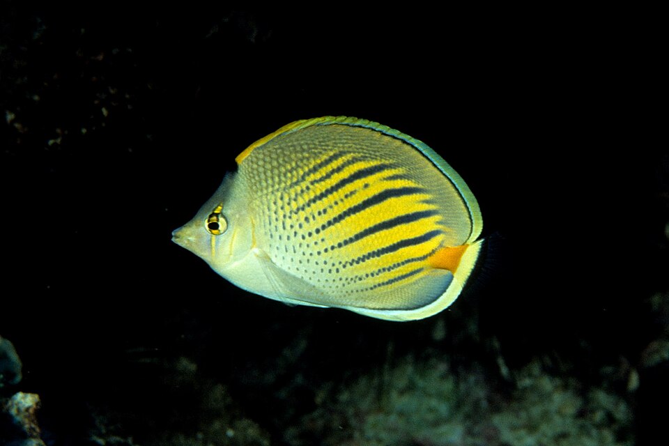 ภาพ ปลาผีเสื้อ pelewensis (Chaetodon pelewensis)