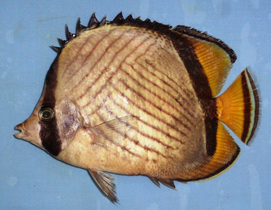 ภาพ ปลาผีเสื้อ pictus (Chaetodon pictus)