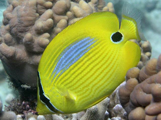 ภาพ ปลาผีเสื้อน้ำเงินลายด่าง (Chaetodon plebeius)