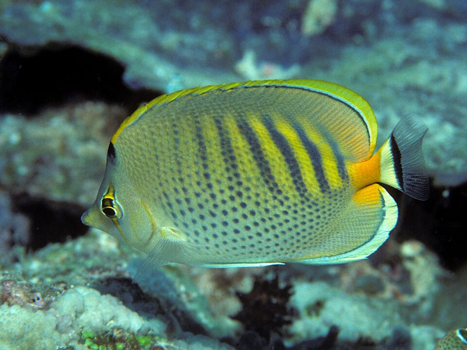 ภาพ ปลาผีเสื้อ punctatofasciatus (Chaetodon punctatofasciatus)