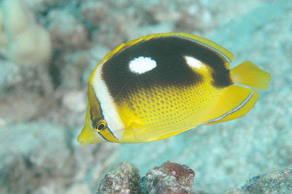 ภาพ ปลาผีเสื้อสี่จุด (Chaetodon quadrimaculatus)