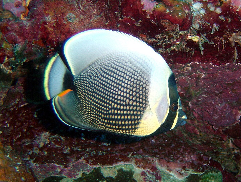ภาพ ปลาผีเสื้อดำ (Chaetodon reticulatus)