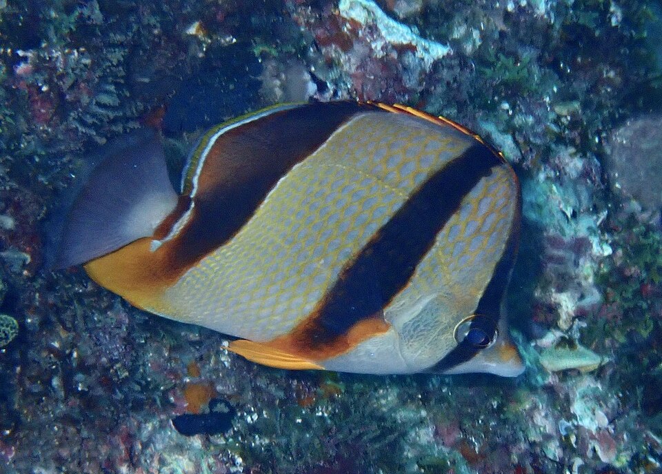 ภาพ ปลาผีเสื้อสามลายบั้ง (Chaetodon robustus)