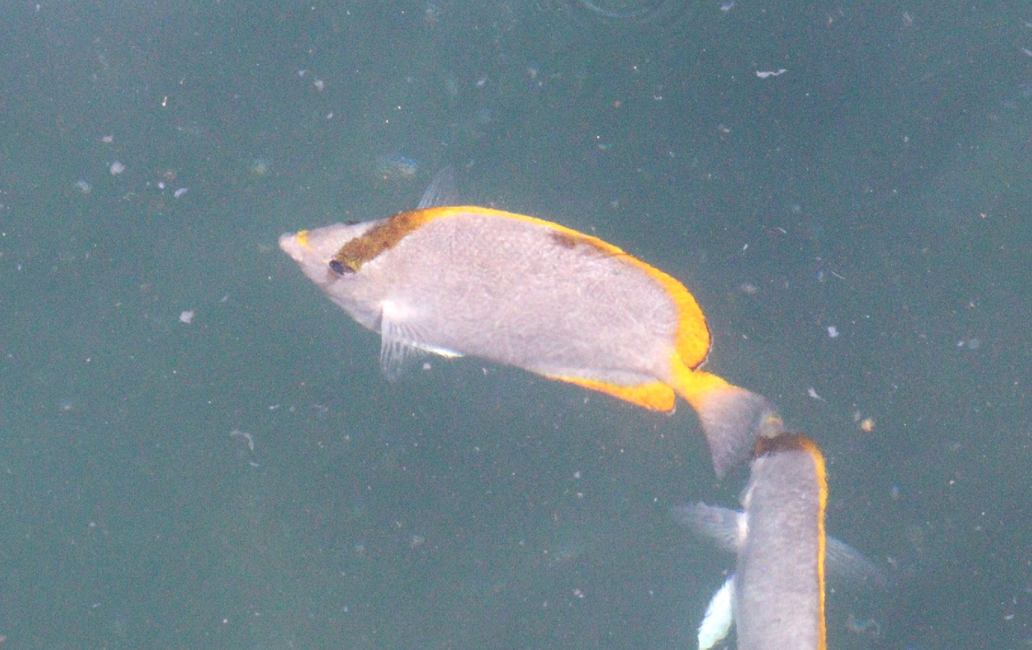 ภาพ ปลาผีเสื้อ sanctaehelenae (Chaetodon sanctaehelenae)