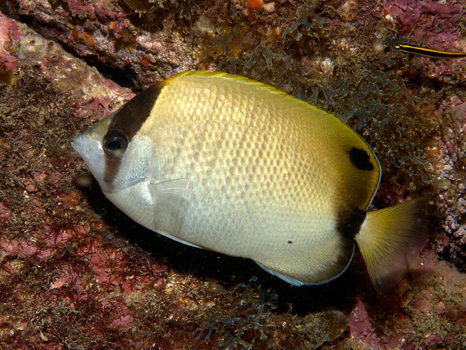 ภาพ ปลาผีเสื้อ sedentarius (Chaetodon sedentarius)