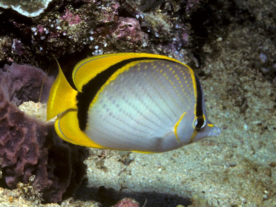 ภาพ ปลาผีเสื้อ selene (Chaetodon selene)