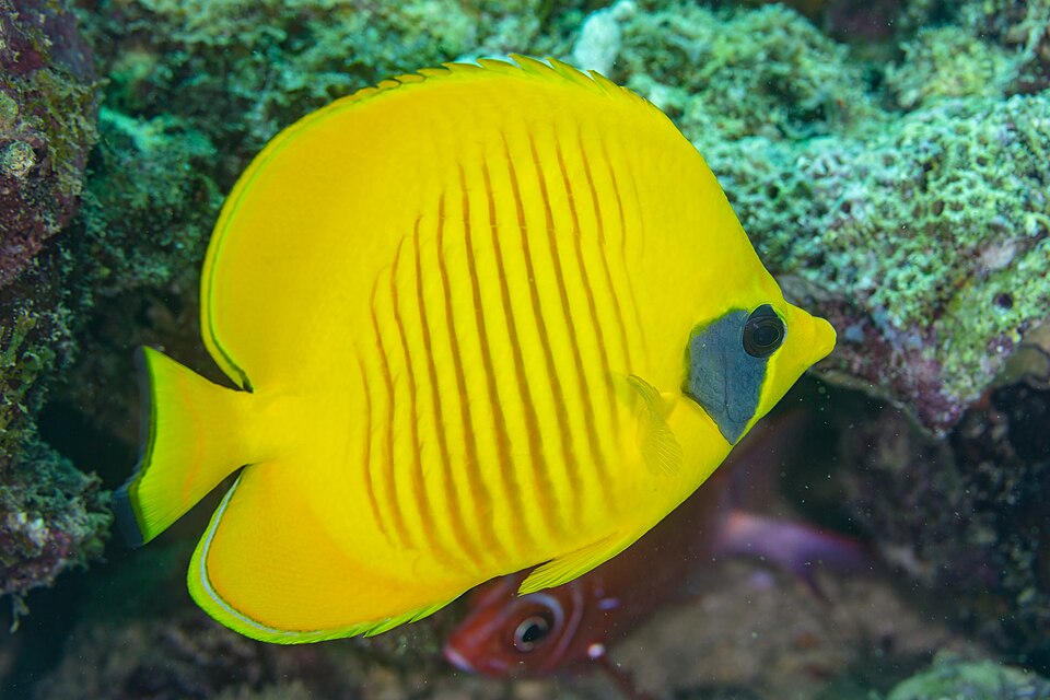 ภาพ ปลาผีเสื้อเหลืองทะเลแดง (Chaetodon semilarvatus)