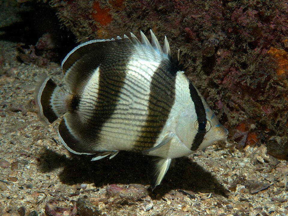 ภาพ ปลาผีเสื้อลายบั้ง (Chaetodon striatus)