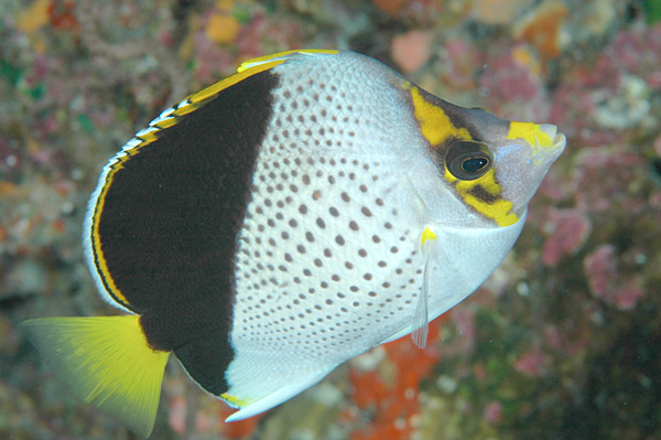 ภาพ ปลาผีเสื้อฮาวาย (Chaetodon tinkeri)
