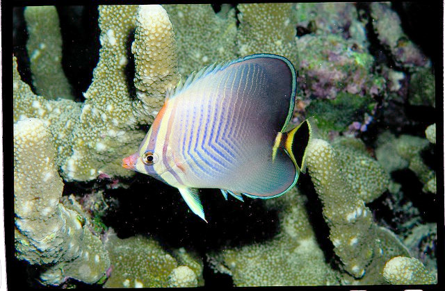 ภาพ ปลาผีเสื้อหางเหลี่ยมหน้าแดง (Chaetodon triangulum)