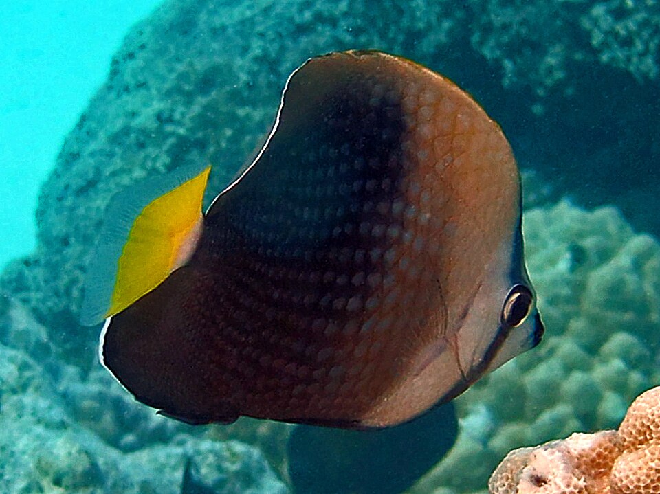 ภาพ ปลาผีเสื้อ trichrous (Chaetodon trichrous)