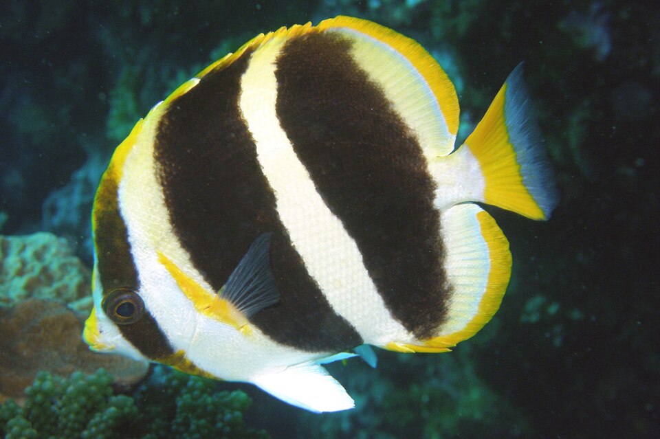 ภาพ ปลาผีเสื้อสามบั้ง (Chaetodon tricinctus)