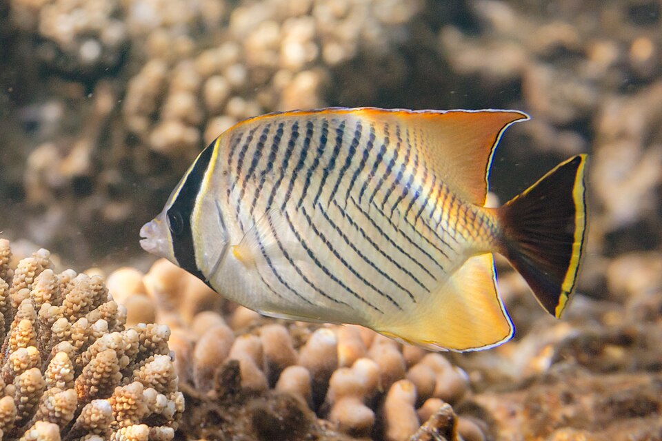 ภาพ ปลาผีเสื้อลายคลื่น (Chaetodon trifascialis)