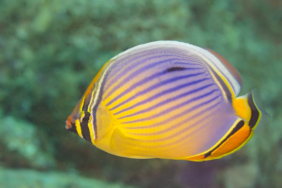 ภาพ ปลาผีเสื้อไข่ (Chaetodon trifasciatus)