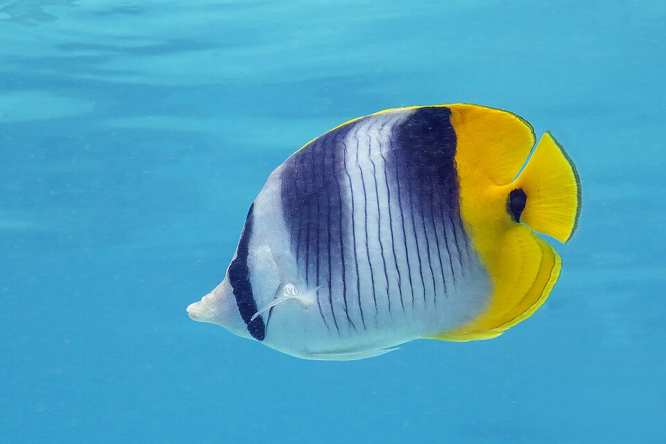 ภาพ ปลาผีเสื้อ ulietensis (Chaetodon ulietensis)